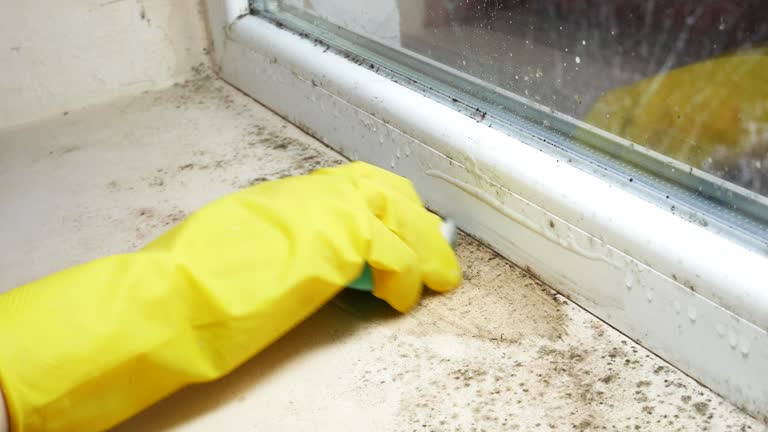 Mold Remediation for Rental Properties in Hokes Bluff, AL